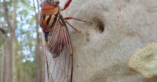 Cicadas, the soundtrack of summer in Canberra and the coast