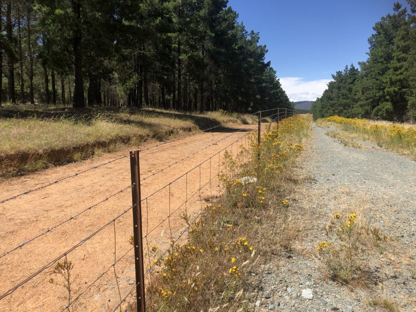 Track along fence line at Fairbairn Pine Forest