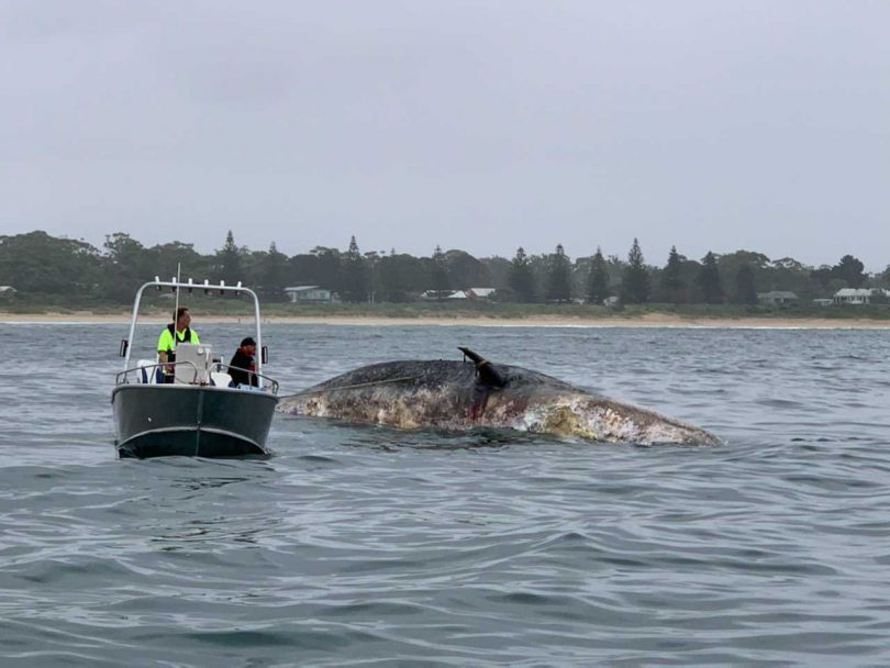 Whale carcass