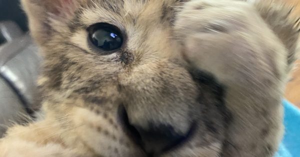 Mogo Wildlife Park names adorable orphan cubs