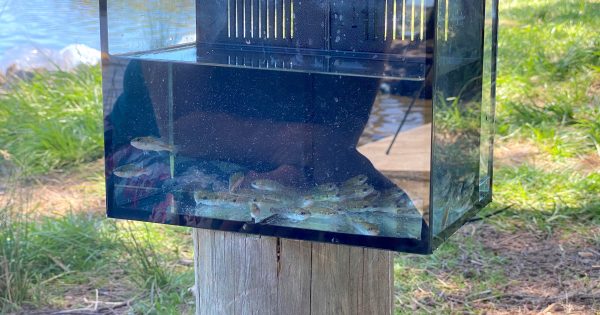 Murray Cod release to improve Lake Ginninderra ecosystem ... and fishing