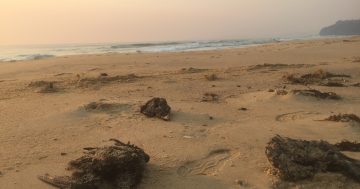 Woman drowns on South Coast beach