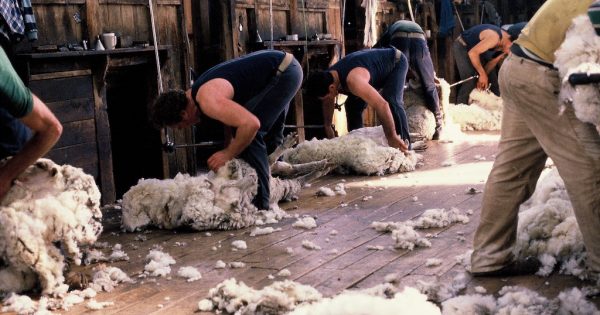 ‘Farmers are not listening’: Disgusted shearers walk from industry