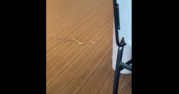 Watch: Brown snake slithers into Jindabyne Bowling Club