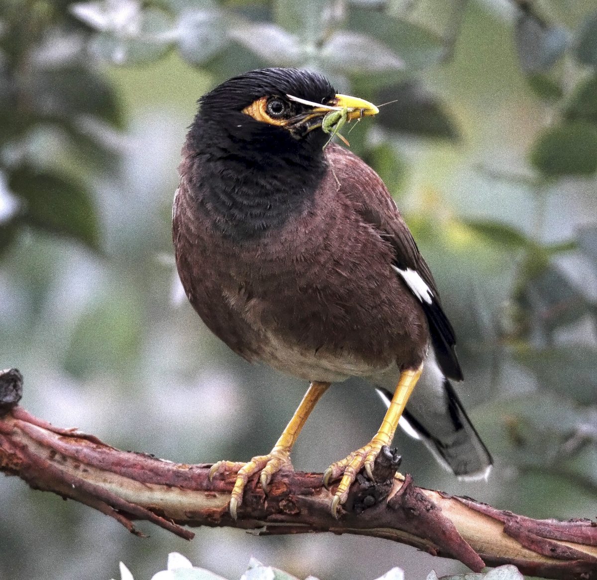 Indian Myna on a branch 