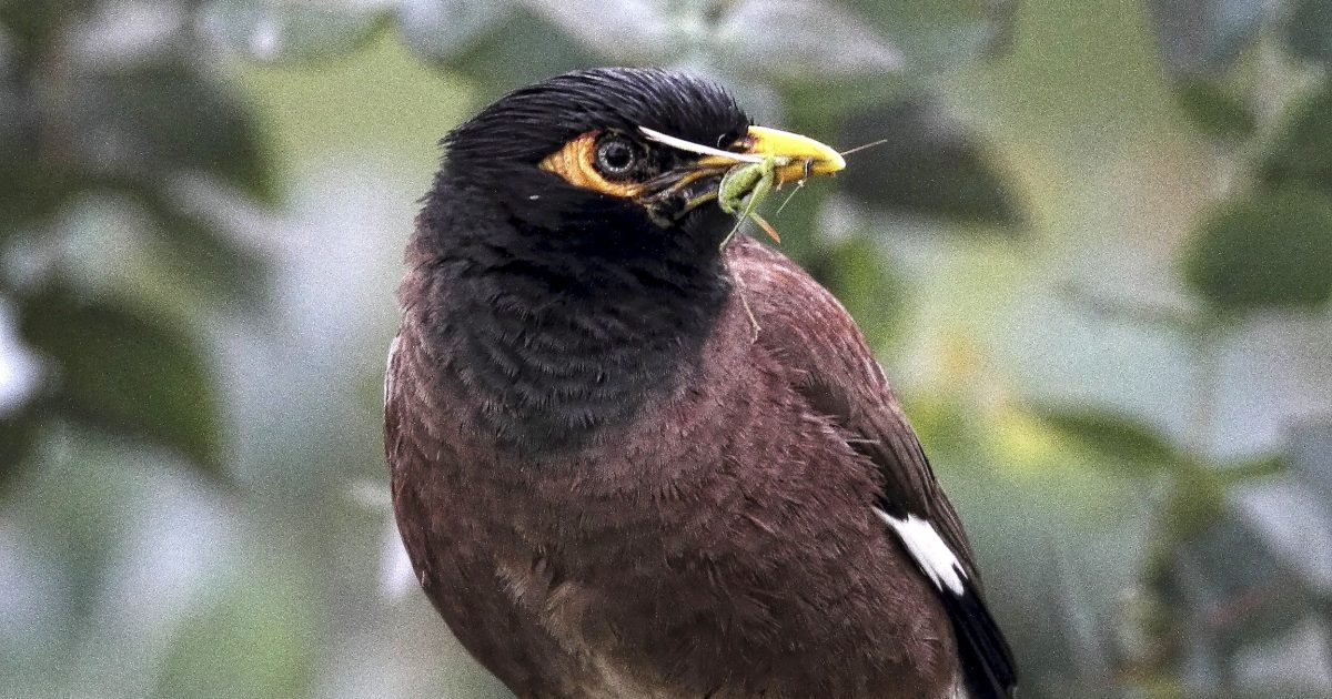 Inquiry criticised for ‘pitiful’ recommendations to tackle Indian Myna threat to Canberra’s native birds | Riotact