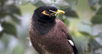 Myna birds still a major problem in the ACT