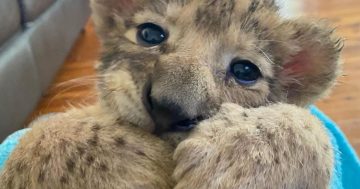 Zookeeper Chad heartbroken by sudden death of orphan lion cub