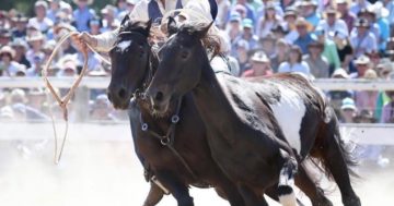 Broken leg won't keep modern day Man From Snowy River down