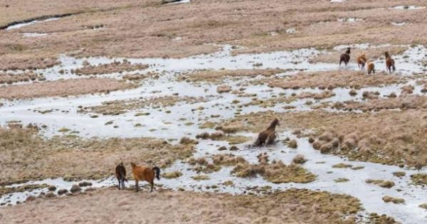 Reclaim Kosci wild horse petition deadline looms