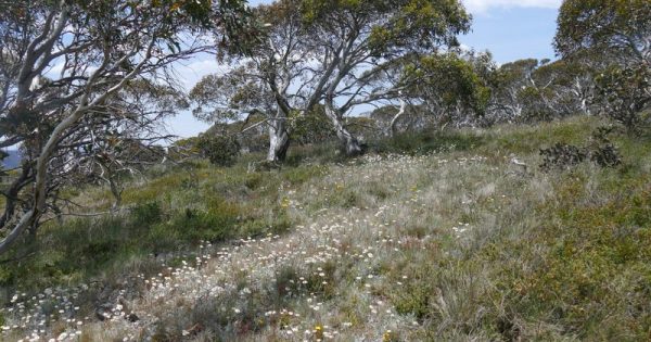 Majestic snow gums push the limits in the high country