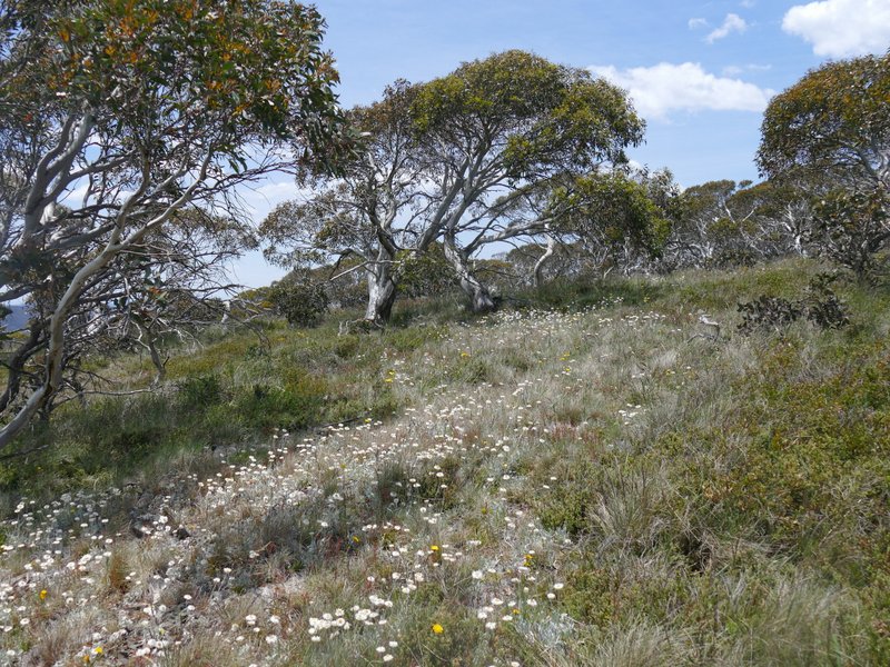 Snow Gums in Namadgi National Park