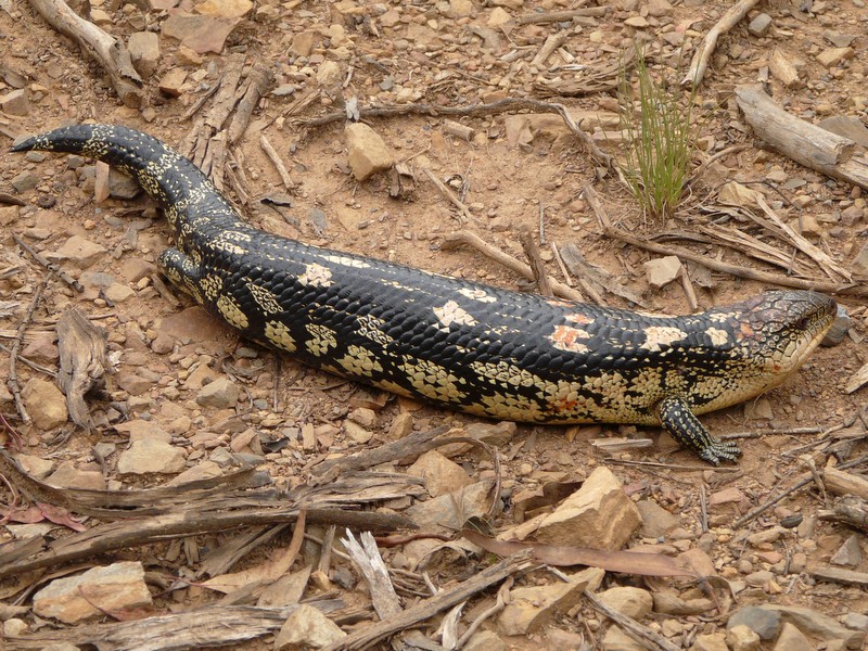 Blotched blue-tongue lizard.