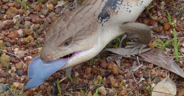 Do you have a bluey in your Canberra backyard?