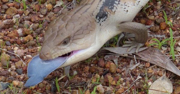 Man tried to post 99 lizards from Australia to Hong Kong hidden in parcels