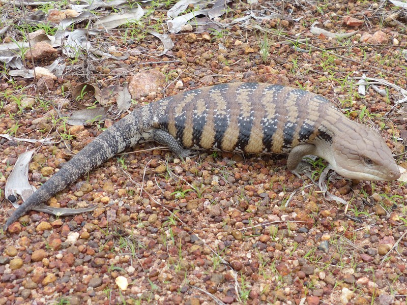 Eastern blue-tongue lizard.