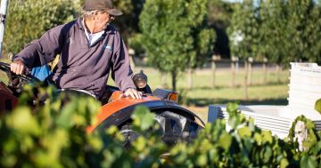 Ripe return for winemakers in Hilltops and Canberra during harvest