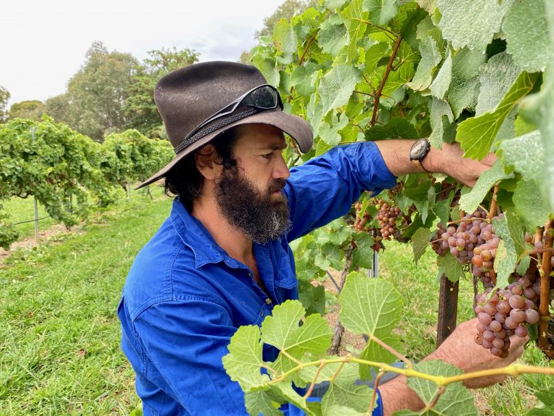 man picking grapes