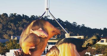 Probing the polls: Skywhale flights and Facebook fails