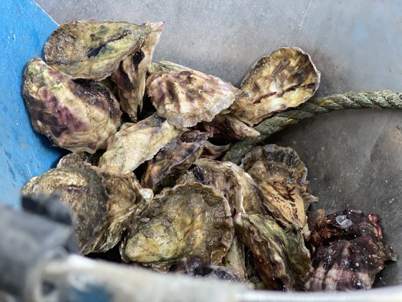 Sydney Rock Oysters, Broadwater Oysters