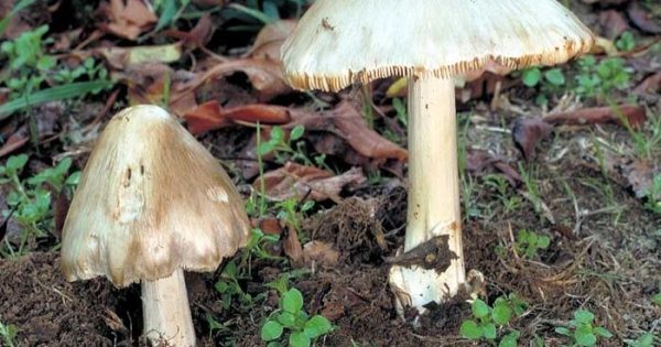 Three in hospital after ingesting poisonous mushrooms