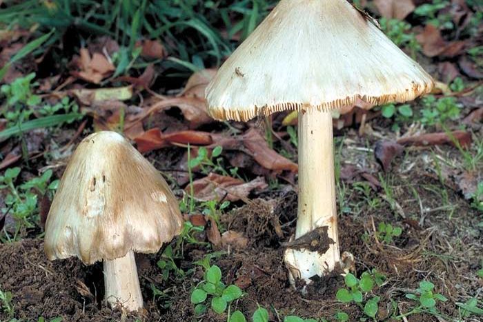 Death cap mushroom