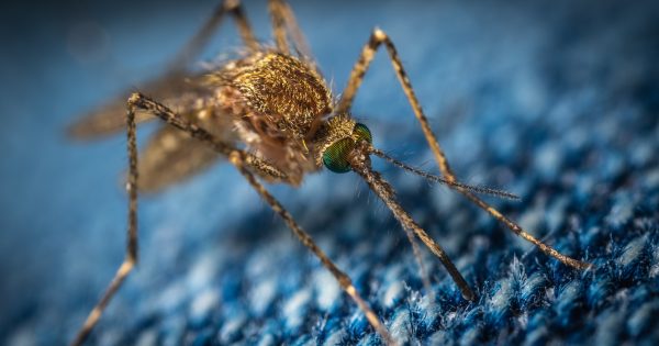 Suspected outbreak of Ross River Fever and Barmah Forest Virus in southern NSW