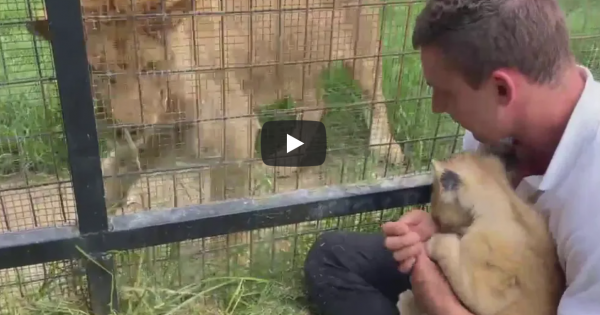 See the adorable moment Mogo's youngest cub met her half-brother