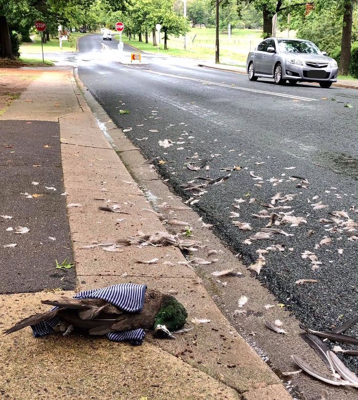 A dead peafowl on La Perouse Street