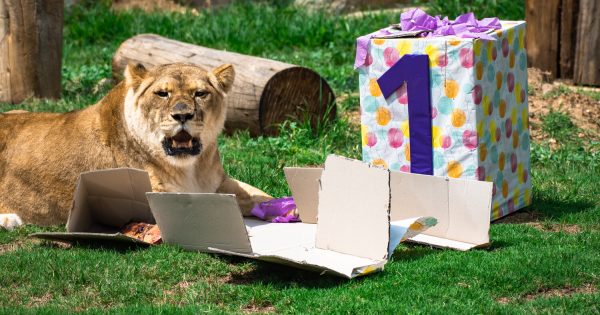Roaring into her 20s: Canberra Zoo's Millie the lioness celebrates 21st birthday