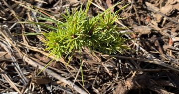 Success with seedlings from beloved sugar pines