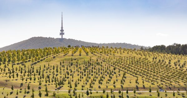 Roads project to help weather-proof Arboretum set to start