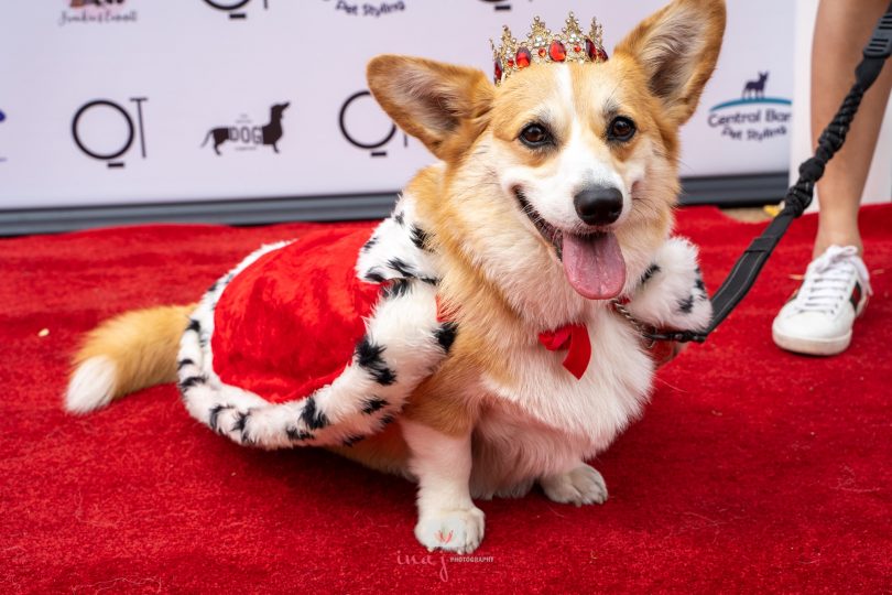 Corgi