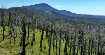 Forestry Corporation ignores EPA and resumes logging in heavily burnt forests