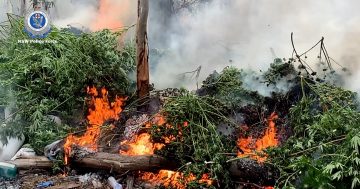 Police seize and destroy $7.5 million worth of cannabis near Goulburn