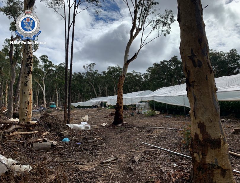 The property where the cannabis plants were being grown