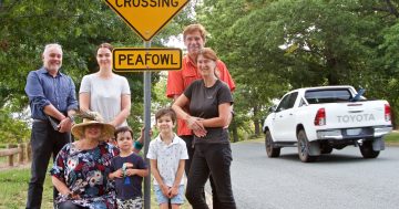 More peafowl perish as group calls for 40km/h zones in Narrabundah