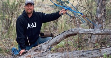 The life of Gary: snake tracking study reveals the habits of eastern browns in Canberra