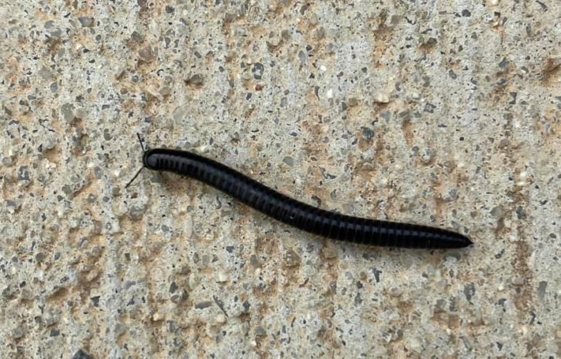 Millipede