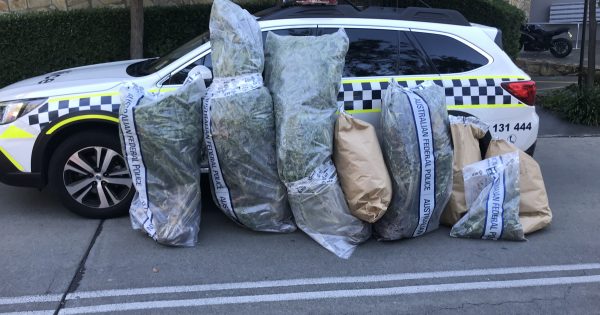 Four cannabis plants weighing 91 kg confiscated from Belconnen balcony