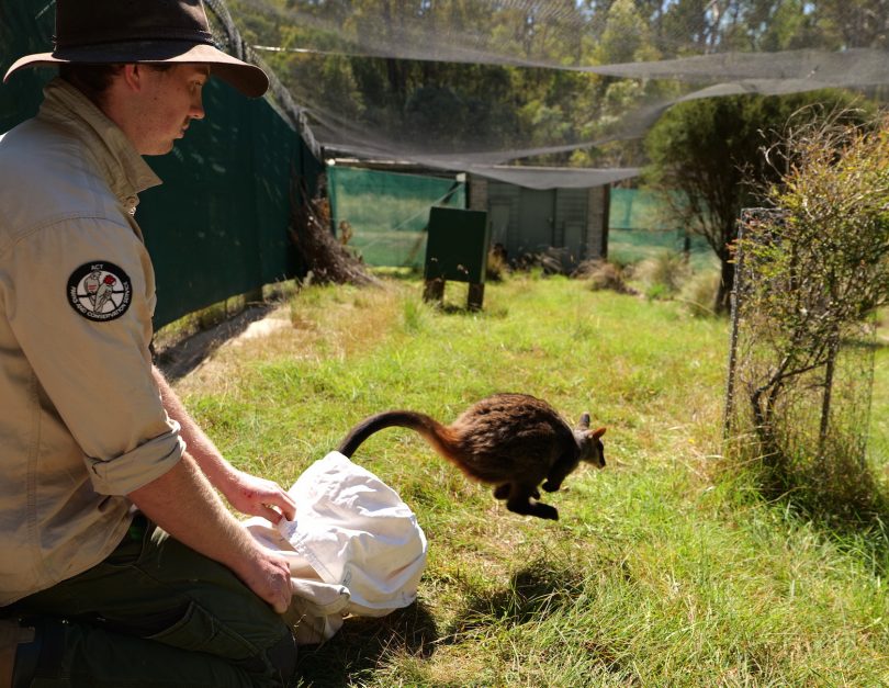 ACT Parks and Conservation Service member releasing brush-tailed rock-wallaby into quarantine.