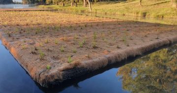 Recent rain sends Lake Tuggeranong's floating wetlands, well, floating