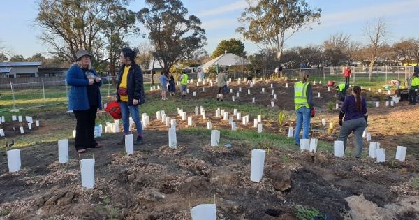 Micro-forests taking hold in Canberra as cool kids have their say