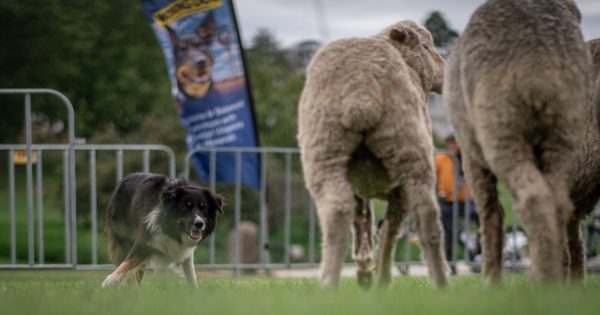 National Sheep Dog Championships sniff out 82-year-old trialist