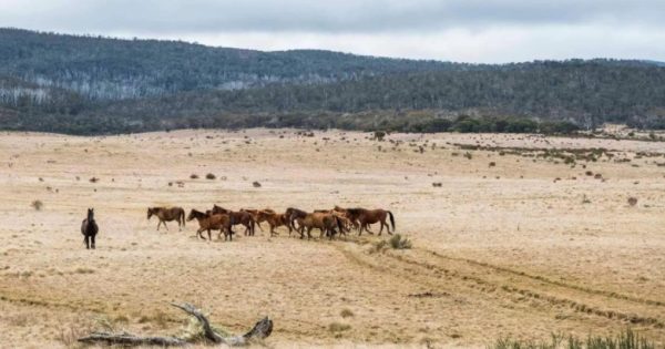NSW must come to the table on wild horses, says ACT Government