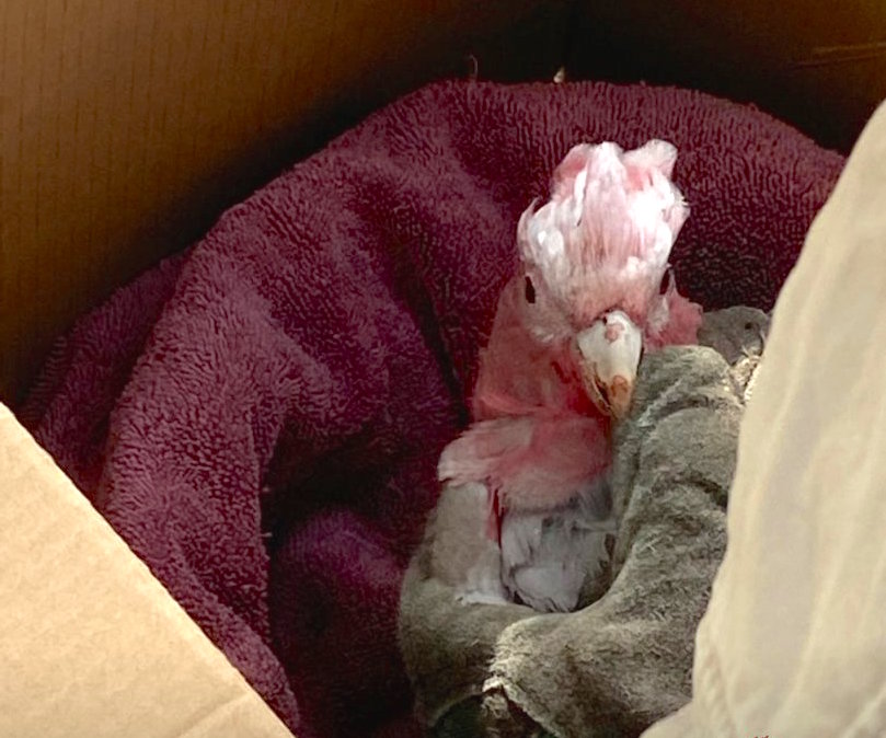 Rescued galah