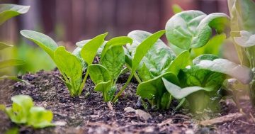 Notes from the Kitchen Garden: silverbeet, spinach and what to do with your green tomatoes