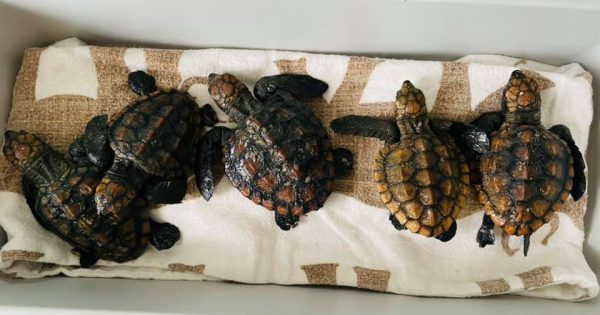 Tiny turtles find any port in a storm will do after being blown off course