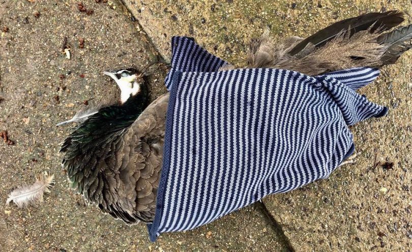 A young female peahen named Penny was killed on La Perouse Street on 24 February. 