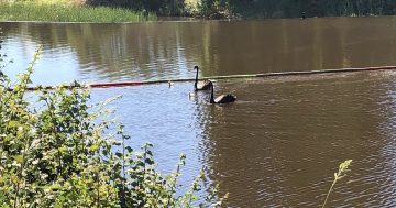 Queanbeyan's swan dive stopped by pool noodles over troubled water
